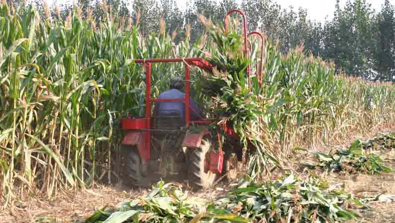 农哈哈4G-1C玉米秸秆收割机-农哈哈玉米秸秆