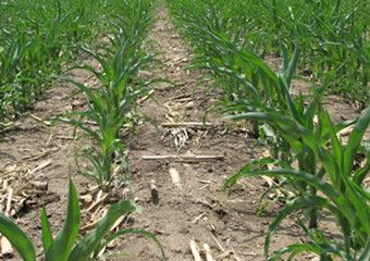 吉林省康达农业机械有限公司播种机出苗效果