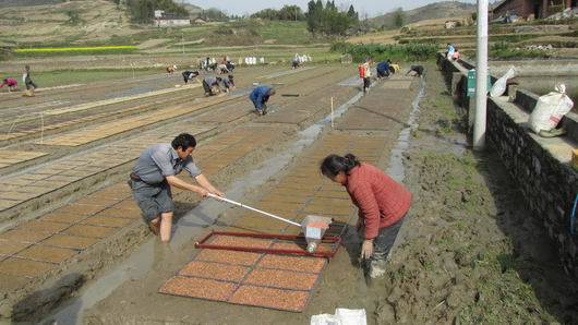 涪陵区:使用水稻播种器农民插秧很满意