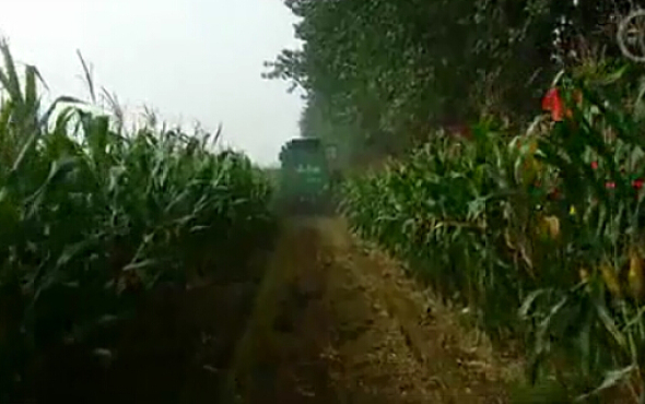 时风玉米收割机1作业视频