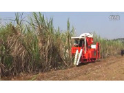 广东科利亚4GZ-91型切段式甘蔗联合收割机作业视频