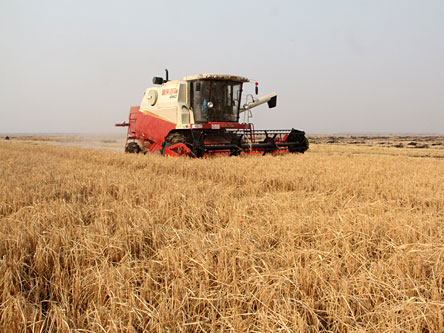 雷沃谷神GN60小麦收割机在东北建三江地区进行收割作业