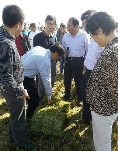 "沭河"谷丰稻麦收割打捆机观摩会