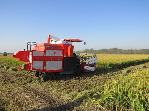 “沭河”谷丰4LZK-2.0型稻麦联合收割（打捆）机收获现场