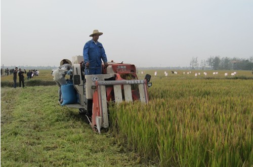 　　图1：收割机正在机收水稻