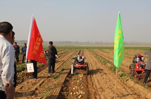 “沭河”谷豐土豆收獲機(jī)演示