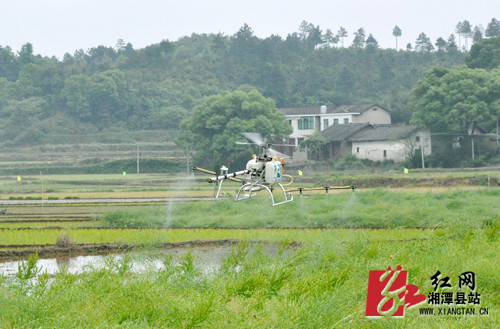 章愛國(guó)的農(nóng)用無人直升機(jī)在作業(yè)