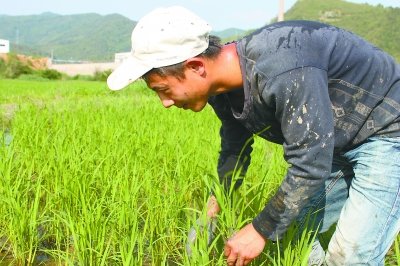 曾信達(dá)在田間補(bǔ)苗