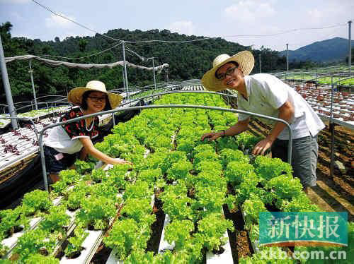 小杜（左）与小陈每天都到生态园忙有机蔬菜，有时候就像看着孩子成长般高兴。