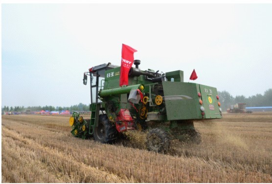 农机手和旭驾驶着谷王小麦收割机在麦田里“飞奔“
