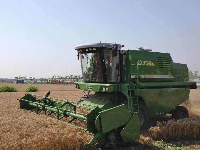 谷王8000A在龙亢农场进行小麦收割作业 