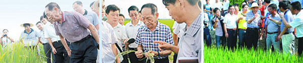 袁院士在六安、马鞍山、芜湖等地区实地查看水稻长势情况 