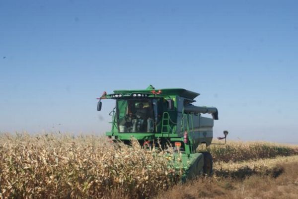 新疆裕民县阿勒腾也木勒乡新型玉米收割机秋收大显身手