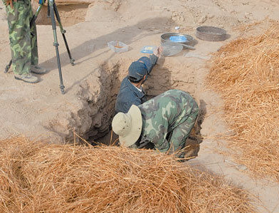 新疆出土公元前小麥 部分麥穗完整呈金黃色