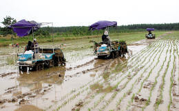 農民在使用插秧機