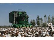 农十师一八四团：1.5万亩机采棉开始采摘