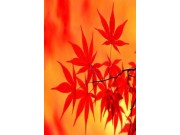 霜葉紅于二月花