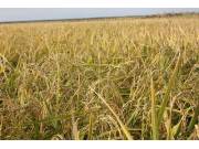绿色草原牧场首次种植水稻丰收在望