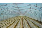 农五师八十九团：投资800万元兴建高效节能温室蔬菜大棚