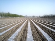 农三师四十五团：2009年示范推广机采棉3万亩