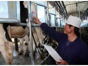 农八师一四八团：建成垦区首个奶牛管理信息化平台