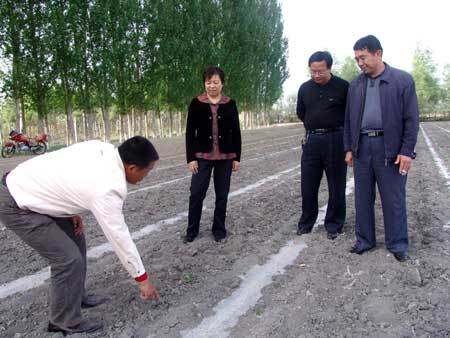 5月5日，七場(chǎng)農(nóng)機(jī)協(xié)會(huì)會(huì)長(zhǎng)劉凈雙（左）向農(nóng)場(chǎng)和分場(chǎng)領(lǐng)導(dǎo)介紹協(xié)會(huì)督查連隊(duì)番茄地中耕質(zhì)量情況。