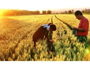 农七师：16万亩冬小麦丰收在望