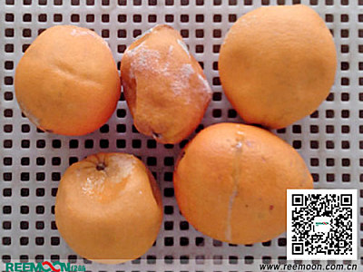 柑橘类采后酸腐病实用防治方法