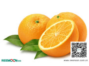 【海外资讯】西班牙柑橘年景艰难 美国加州柑橘仍有75%尚未采收