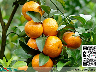 【海外资讯】中国柑橘类水果2014年度报告出炉、马来西亚出台柑橘进口新标准