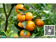 【海外资讯】中国柑橘类水果2014年度报告出炉、马来西亚出台柑橘进口新标准