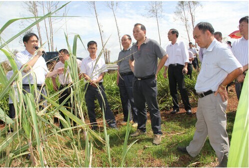 湛江垦区甘蔗和橡胶风害复产工作现场会在南华召开