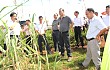 湛江垦区甘蔗和橡胶风害复产工作现场会在南华召开