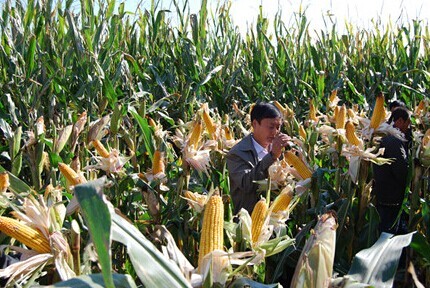 玉米保护性耕作