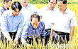 袁隆平：争取提前实现超级稻每公顷产量16吨