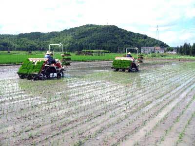 农业部：水稻耕种收综合机械化率力争五年后达78％.jpg