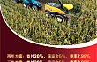凯斯纽荷兰自5月起推出青贮机融资优惠活动
