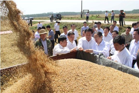谷王小麦收割机