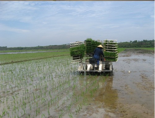 水稻机械化