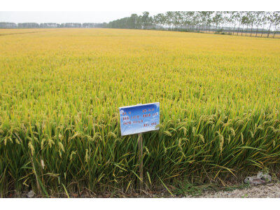 盐城“环保节能、秸杆还田”全新收割机技术演示推广会。