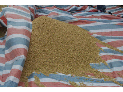 盐城“环保节能、秸杆还田”全新收割机技术演示推广会。