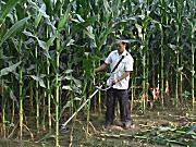 YF-170小型玉米收割机