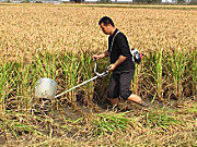YF-170水稻收割机
