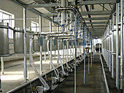 herringbone鱼骨式挤奶机