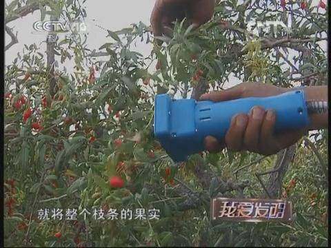 实用技术:采杞记—便携式枸杞采摘机