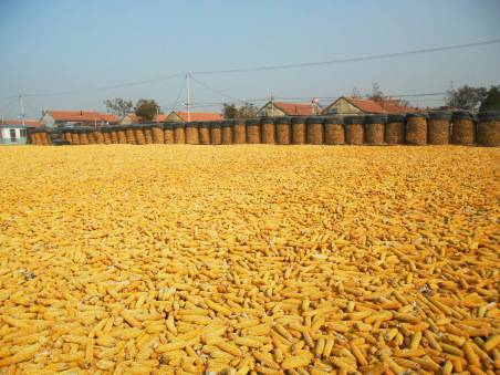 蓬莱市:利和祥农机专业合作社免耕玉米再获丰收(图)