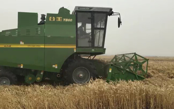 中联谷王TB60小麦机在湖北襄阳田间高效的作业视频