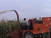 河北冀新牌两行青储玉米收割机作业视频