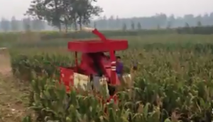 冀新牌穗茎兼收玉米收割机作业视频
