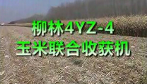 柳林4YZ-4玉米聯合收獲機作業視頻